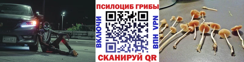 продажа наркотиков  Дигора  Псилоцибиновые грибы Psilocybine cubensis 